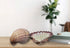 large lion's paw scallop shell pack of 3